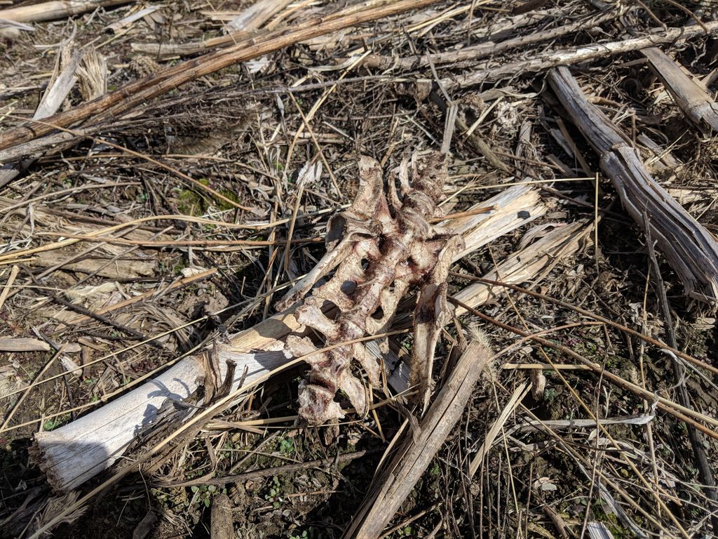 Hopfen Prärie tweet media