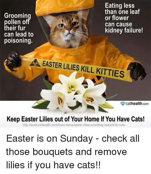 Don’t forget... keep your felines safe this Easter 🐱#Easter2018 #EasterLilies #Easter #Cat #Meow