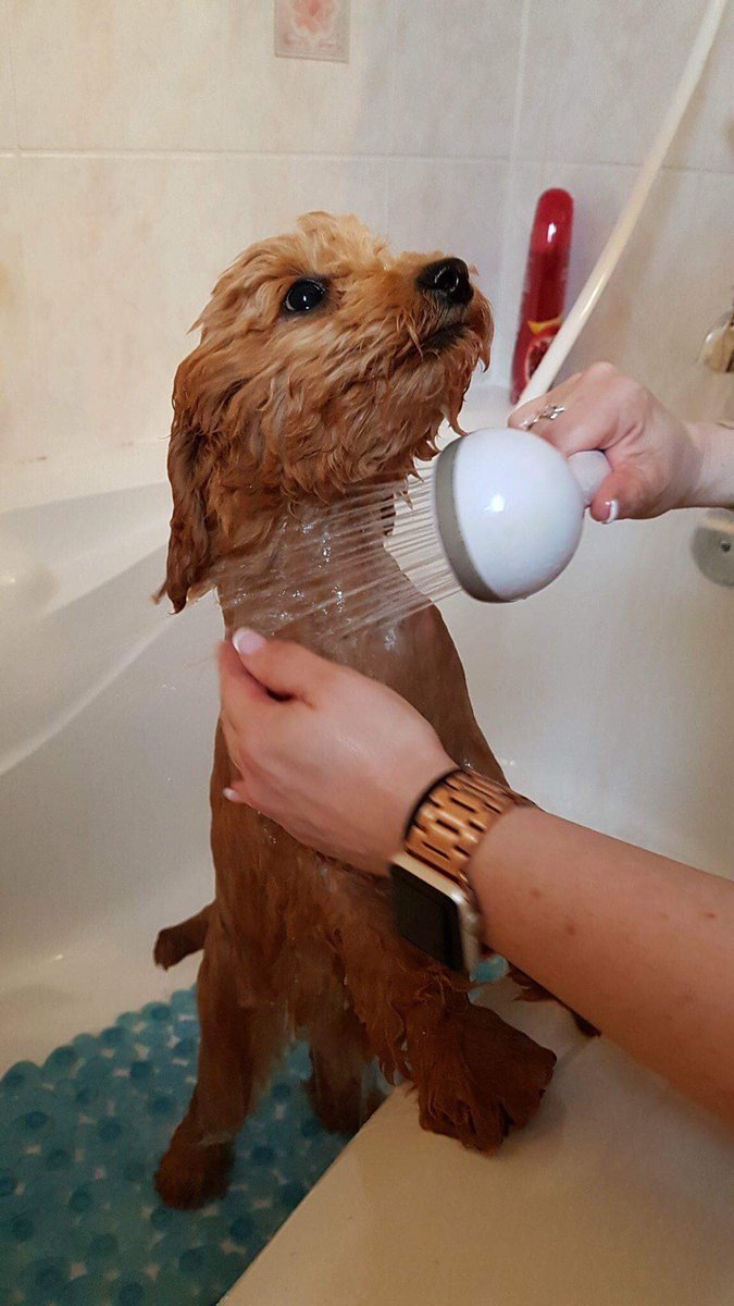 Ahhh...yeah Mama...right there! #bathtime #puppy #minigoldendoodle #goldendoodle #puppylove #cleanpuppy
