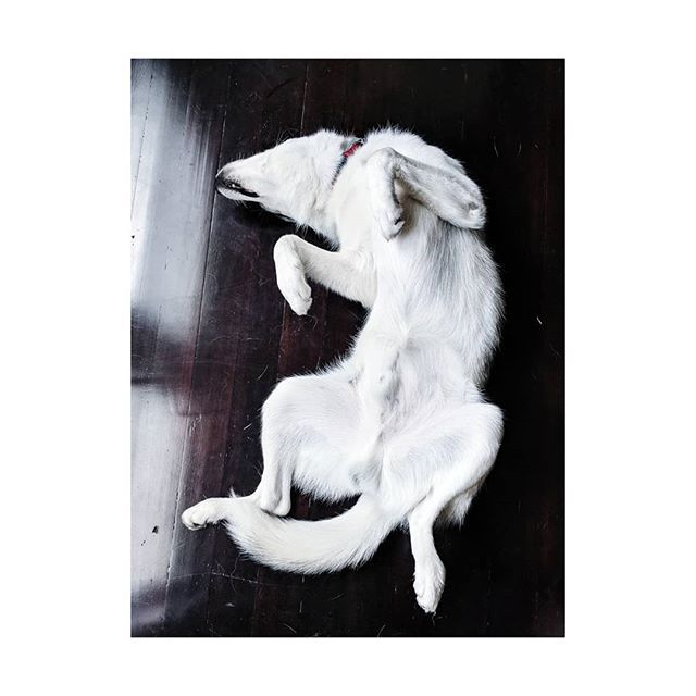 JonJinBae's tweet photo. Missing Mommy | Come Home Soon

#VSCO #VSCOCam #DowntownLongBeach #LongBeach #Husky #Pupper #MiloPaxton #Doggo #DogsOfInstagram #Dog #Puppy https://t.co/rGDzQNk1hc https://t.co/ToFeHD9PbS