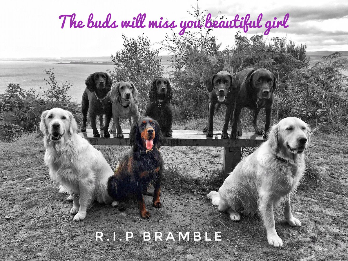alfiewoofwoof's tweet photo. We had such fun from day one.
One of us has gone OTRB 🌈
Run free little one.
Till we meet again...Bramble💔 https://t.co/vbjrX7SW0O