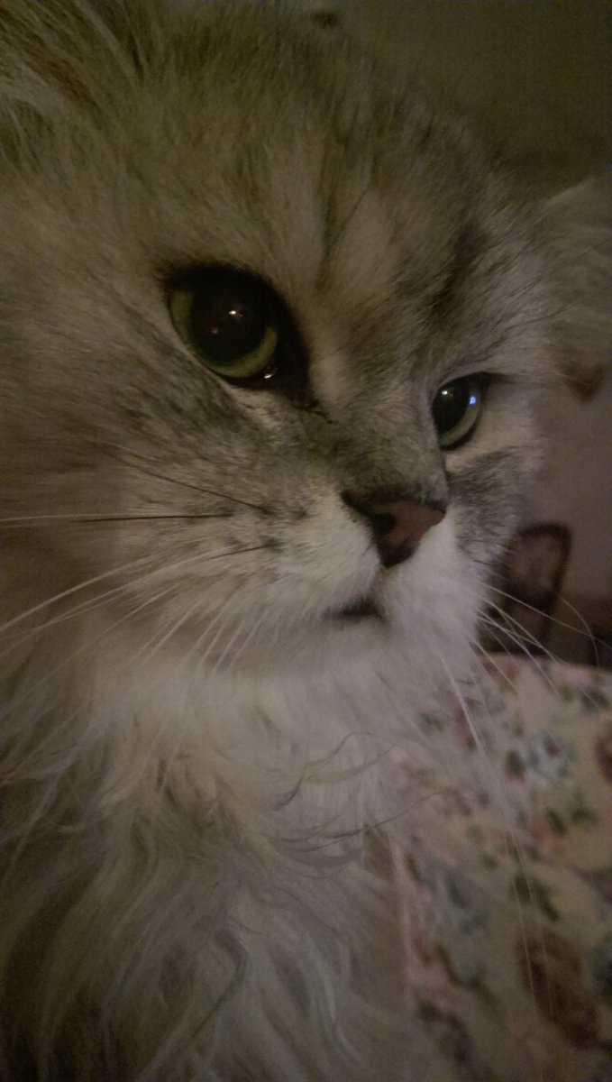 ilReviaggiatore's tweet photo. Jerry..la mia adorabile e dolce gattina s'e' n'andata dopo 19 mesi che se n'era andato Tom..avete portato via l'anima e il cuore. 😢 https://t.co/OVe1FPV4Au