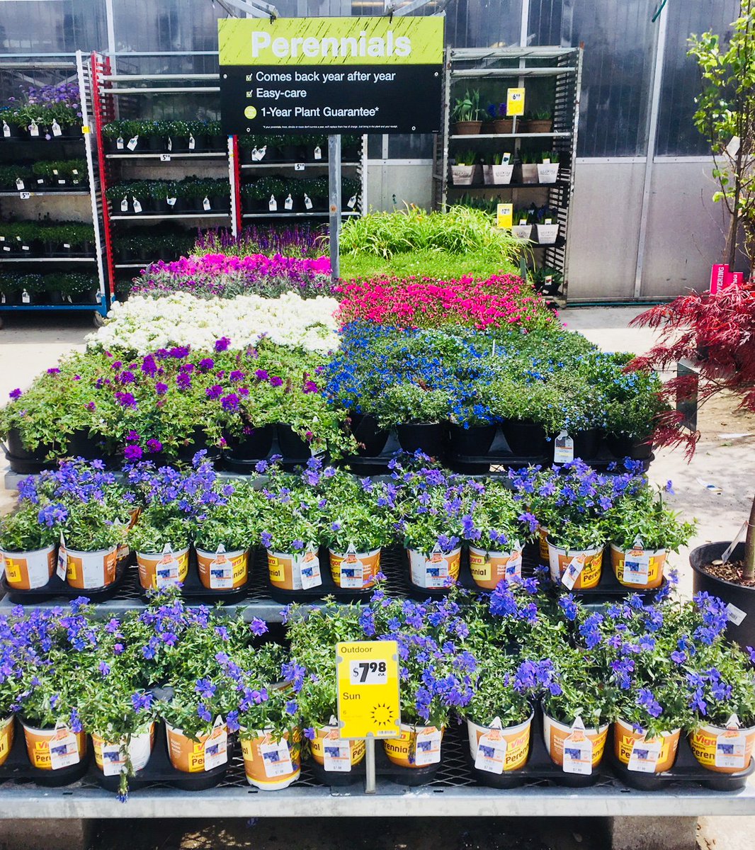 Great Friday @ THD 3609 Wilm NC “The great Hunt for Perennials is over” there right here #greatfinds #eastereggsorplants #Springiton @RichRiceTHD @scottburtonthd @JimSimmonsHD @Stephen_E_Camp