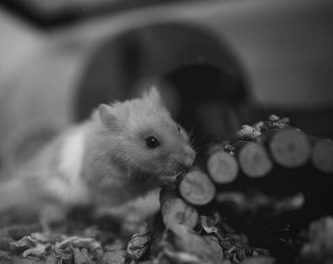 adTheHamster's tweet photo. our fav lil guy ad has unfortunately passed away first of all I wanna send all my love to @Jenna_Marbles &amp; @JulienSolomita so sorry guys. 
and I wanna thank everyone for sticking with this acc for our boy ad,Jenna and Julien gave him his best life.
rip lil bud https://t.co/7TcTSmxaOA