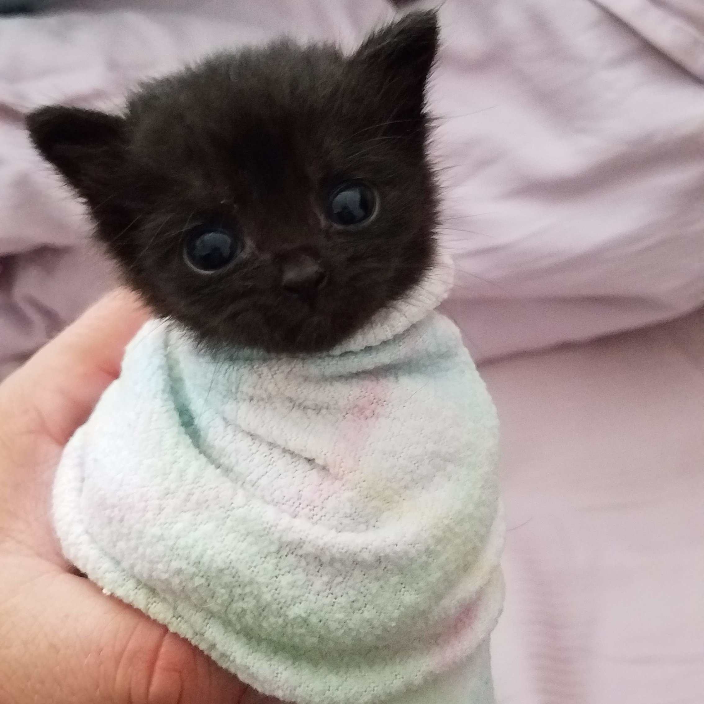 Смешные котята маленькие