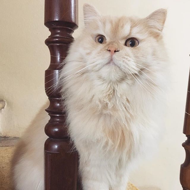meepothecat's tweet photo. Hello caturday 😽❤️
.
.
.
.
​#meepocat #cat #cats #catsofinstagram #catstagram #cute #kitten #topcatphoto #adorable #catlover #bestmeow #gato #meow #fluffy #instacat #petsagram #kawaii #catoftheday #ilovemycat #catlovers #we_love_cats #igcutest_animal… https://t.co/ndsUvTuQf0 https://t.co/BkTZh1cFN7