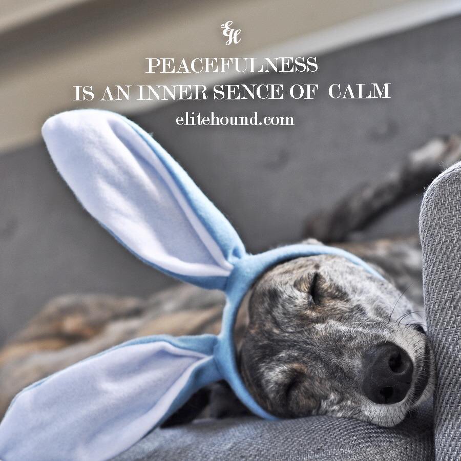 A peaceful heart is one that is free from worry and trouble. It is learning to live in the present.
Begin each day with thoughts of peace. and happiness will be yours. 
#peace #beinthemoment #peacedog #unconditionaldoglove #stilness
