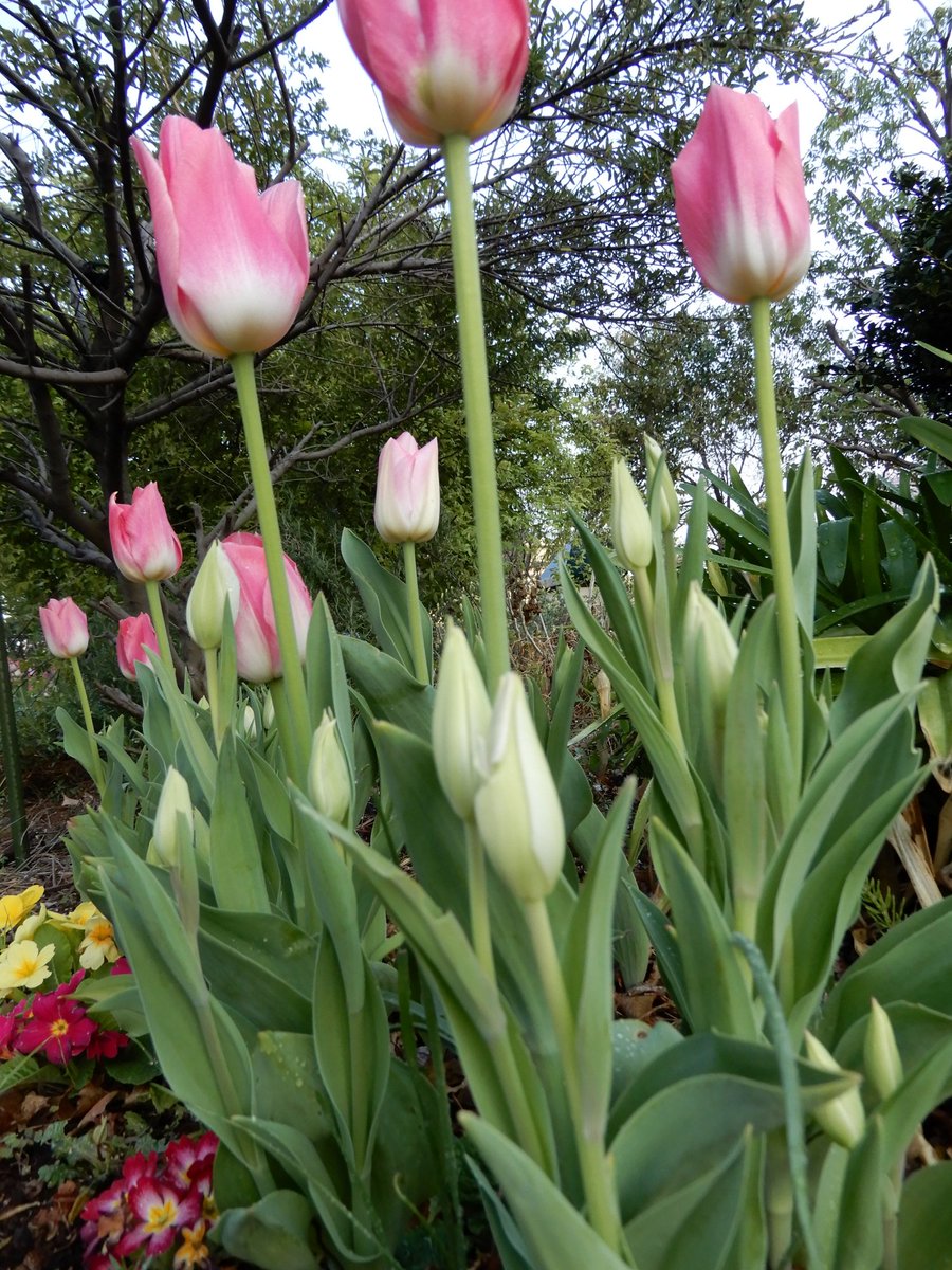 おがわゆきお A Twitter 花壇のチューリップが咲きはじめました つぼみがたくさん上がってきています 一昨年から植えっぱなしの球根も咲いています 国華園 チューリップ