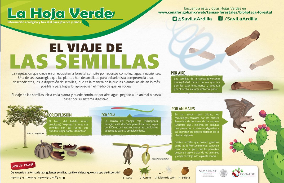 No todas las semillas que produce un árbol caen cerca de él, algunas se  alejan por aire, agua, explosión o con la ayuda de animales para  dispersarse y tener más oportunidad de, image size:1200x776