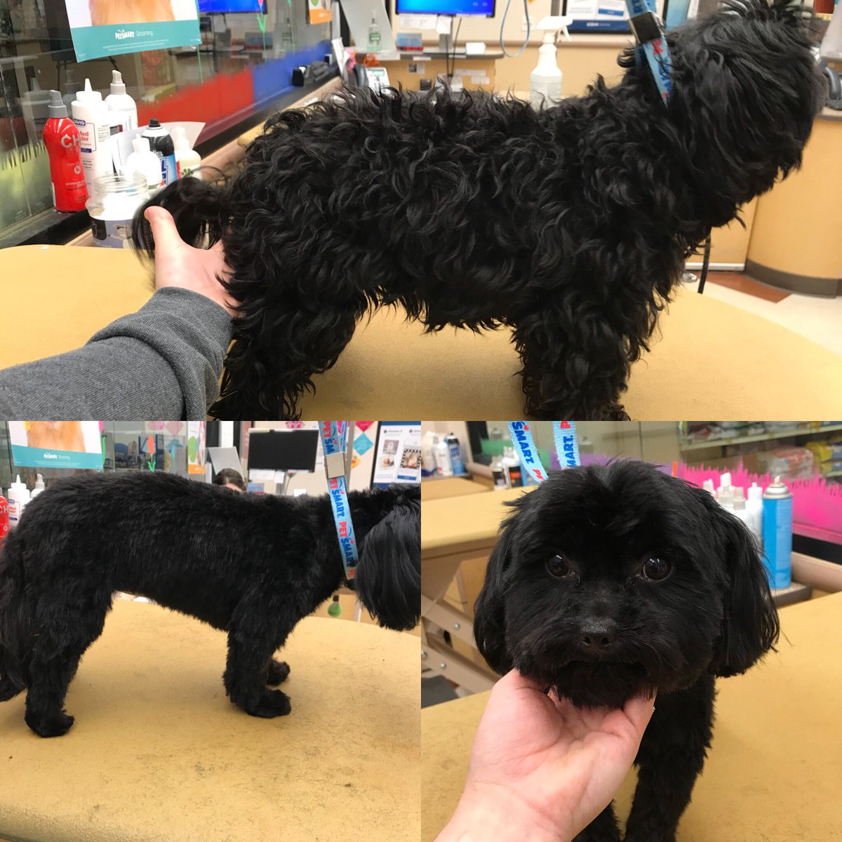 #NorthEastgrooming #cny #1194 #extrememakeover #ShihTzu #NicoleS