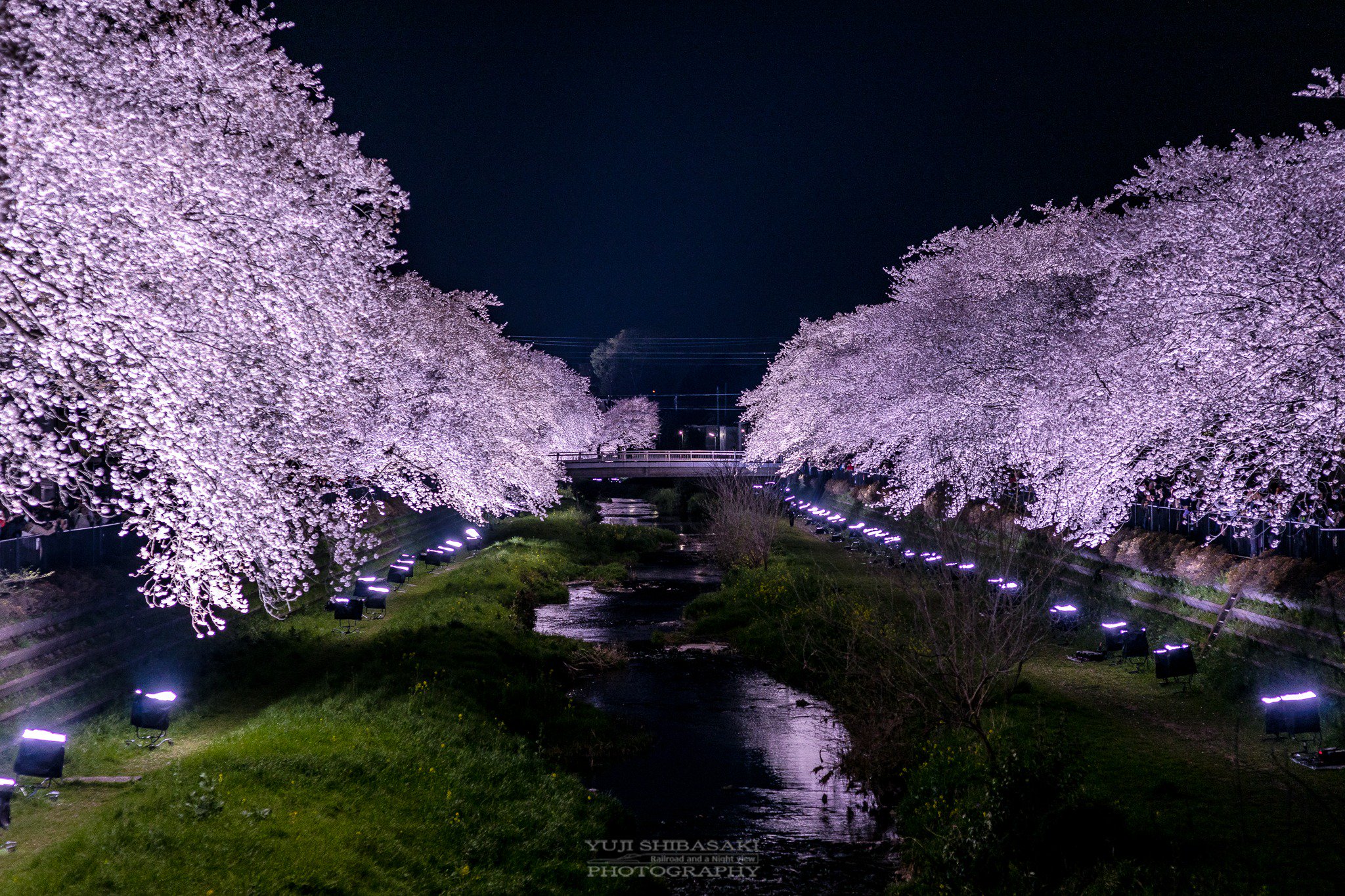 Yuji Shibasaki Photo 一夜限りの夜桜幻夢 東京都調布市野川の開催日告知が二日前の幻の夜桜ライトアップ 18年は3月30日と例年より少し早め 撮影用照明機材のアークシステムさんによる3時間の幻想 今年も素晴らしい夜桜をありがとうございました