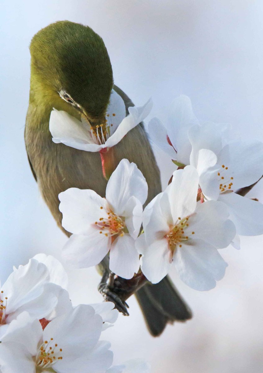 hiroshisj's tweet photo. 満開の桜に、メジロたちがやって来ました。嘴を花に射しこみ、舌を出して上品に蜜を舐めています。一枚、写真が逆さになっているように見えるものがありますが、こんな風にぶら下がって吸うこともあります(◉Θ◉) https://t.co/5PXDDUtNLY