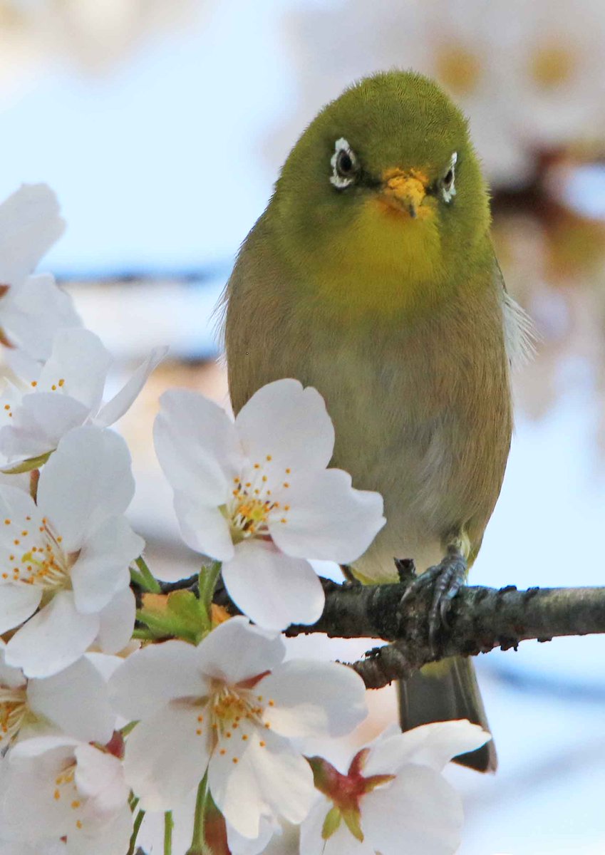 hiroshisj's tweet photo. 満開の桜に、メジロたちがやって来ました。嘴を花に射しこみ、舌を出して上品に蜜を舐めています。一枚、写真が逆さになっているように見えるものがありますが、こんな風にぶら下がって吸うこともあります(◉Θ◉) https://t.co/5PXDDUtNLY