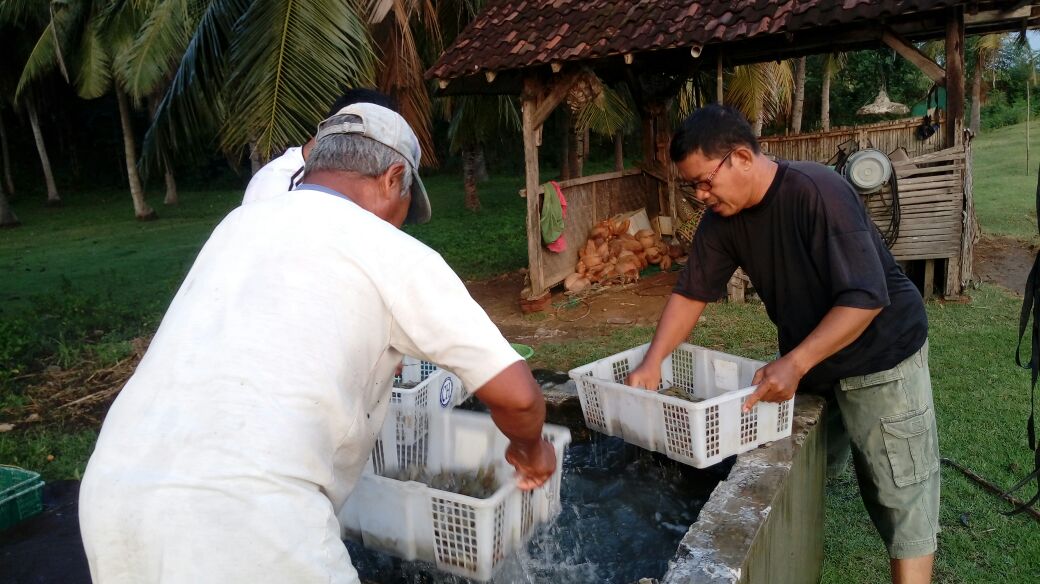 ipkani_jembrana's tweet photo. #aksipenyuluhkkp Luhkan latih petambak pemula cara memanen udang yang benar di desa Pengambengan..
#kerja3ersama #kerjakerjakerja 
@BBRBLPP_Bali @brsdm_kp @BudidayaKKP @dpp_ipkani https://t.co/ustyJ05Ior