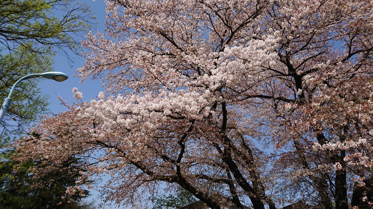 exminsugi's tweet photo. 善福寺川周辺は、まだまだ桜咲いてるよ
#桜 #善福寺川 https://t.co/Qh9gcFAr8t