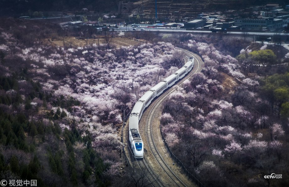 Cctv Twitterissa 大美中國長城腳下山花怒放花海與列車在春天裡相遇 近日 北京居庸關花海盛開 和諧號列車穿行而過 長城腳下 花海 與列車相遇 唯美醉人