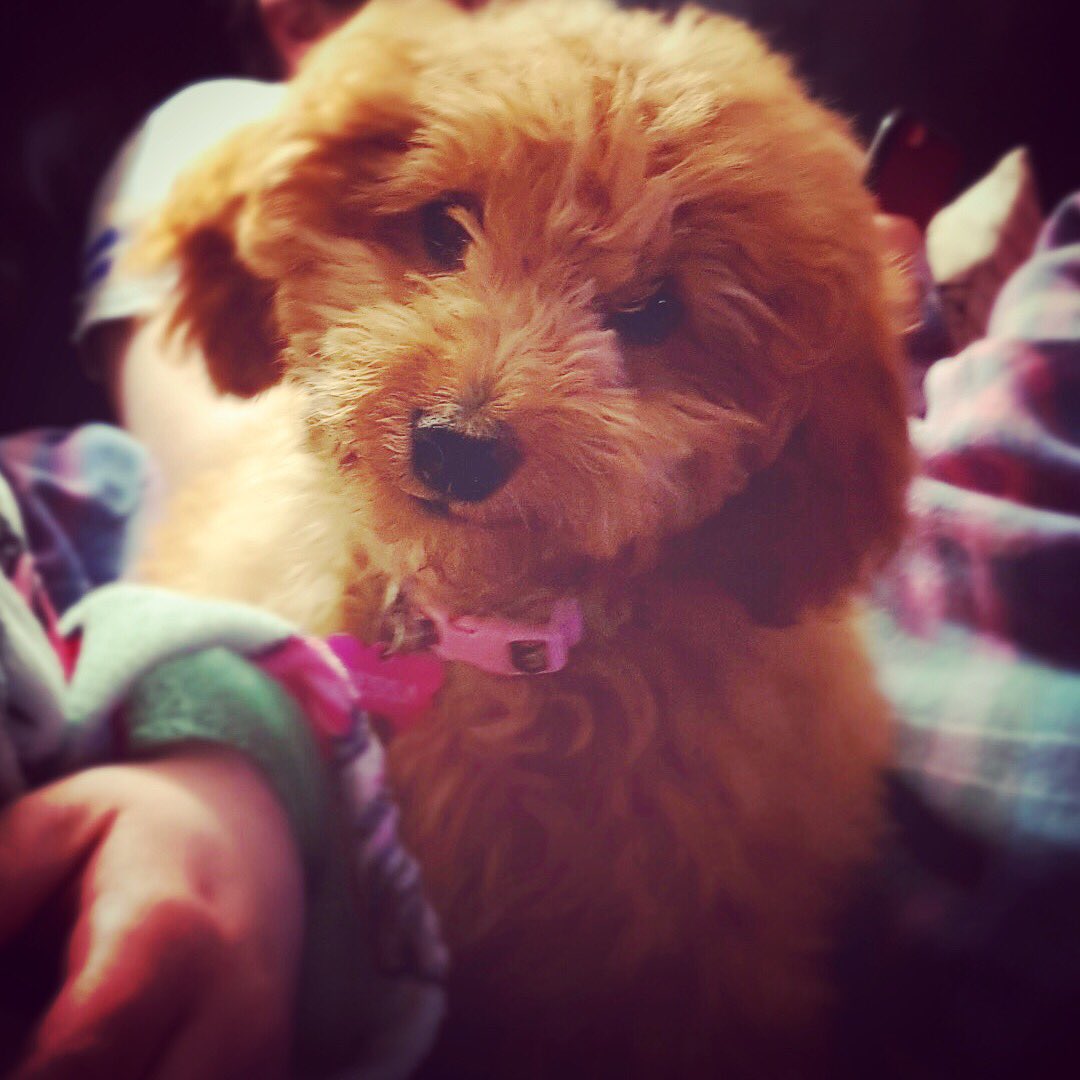 Who me?! Cute?! Nah! #minigoldendoodle #adorable #angelic #perfect #puppylove #puppy