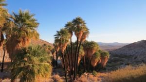 If you want to experience a drop dead gorgeous desert without having to travel too far, here are some of our favorite trails in one of our favorite parks -- <a href="/Anza_Borrego/">Anza-Borrego</a>: bit.ly/2pRAG2S