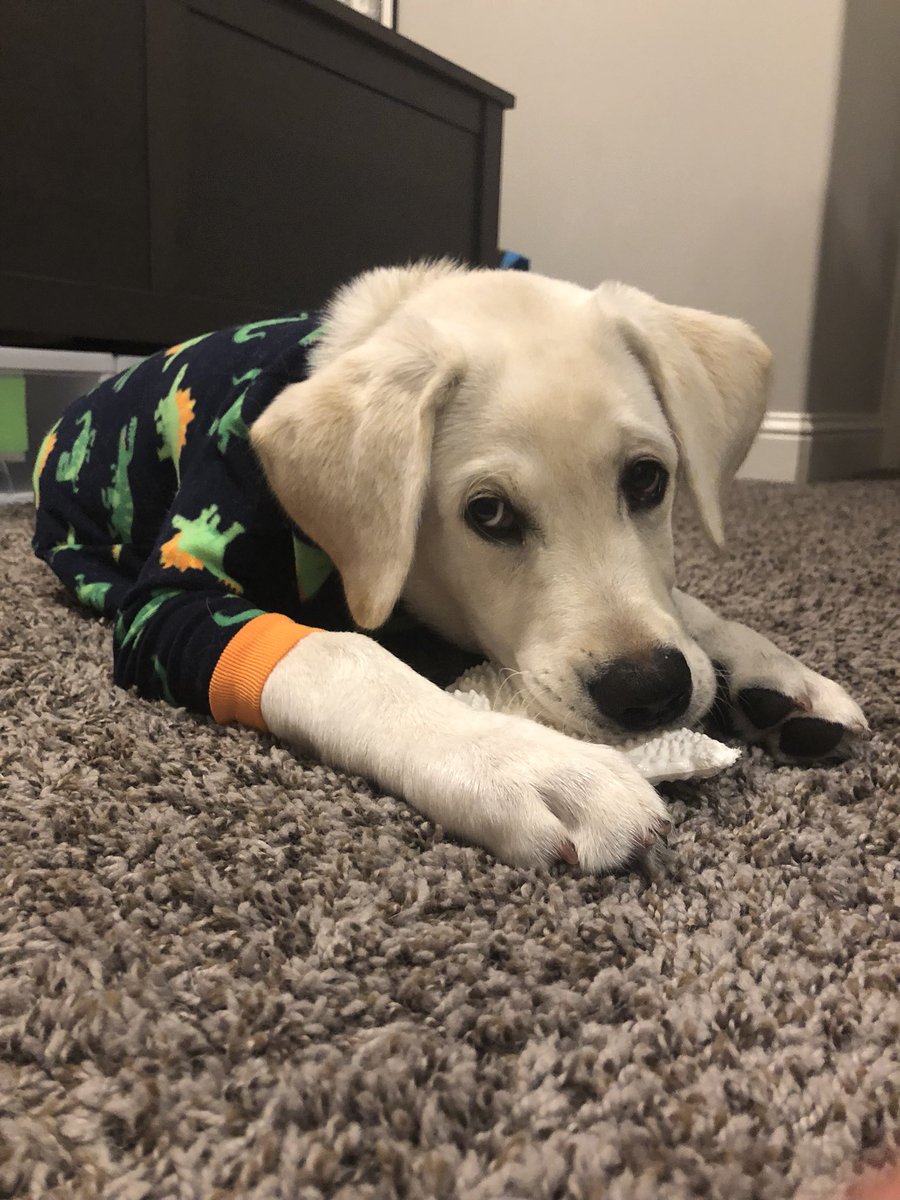HannahLam20's tweet photo. If you aren’t following @luckycharms_the_labrador on insta, you’re doing something wrong #justsaying https://t.co/1mbxieCBnk
