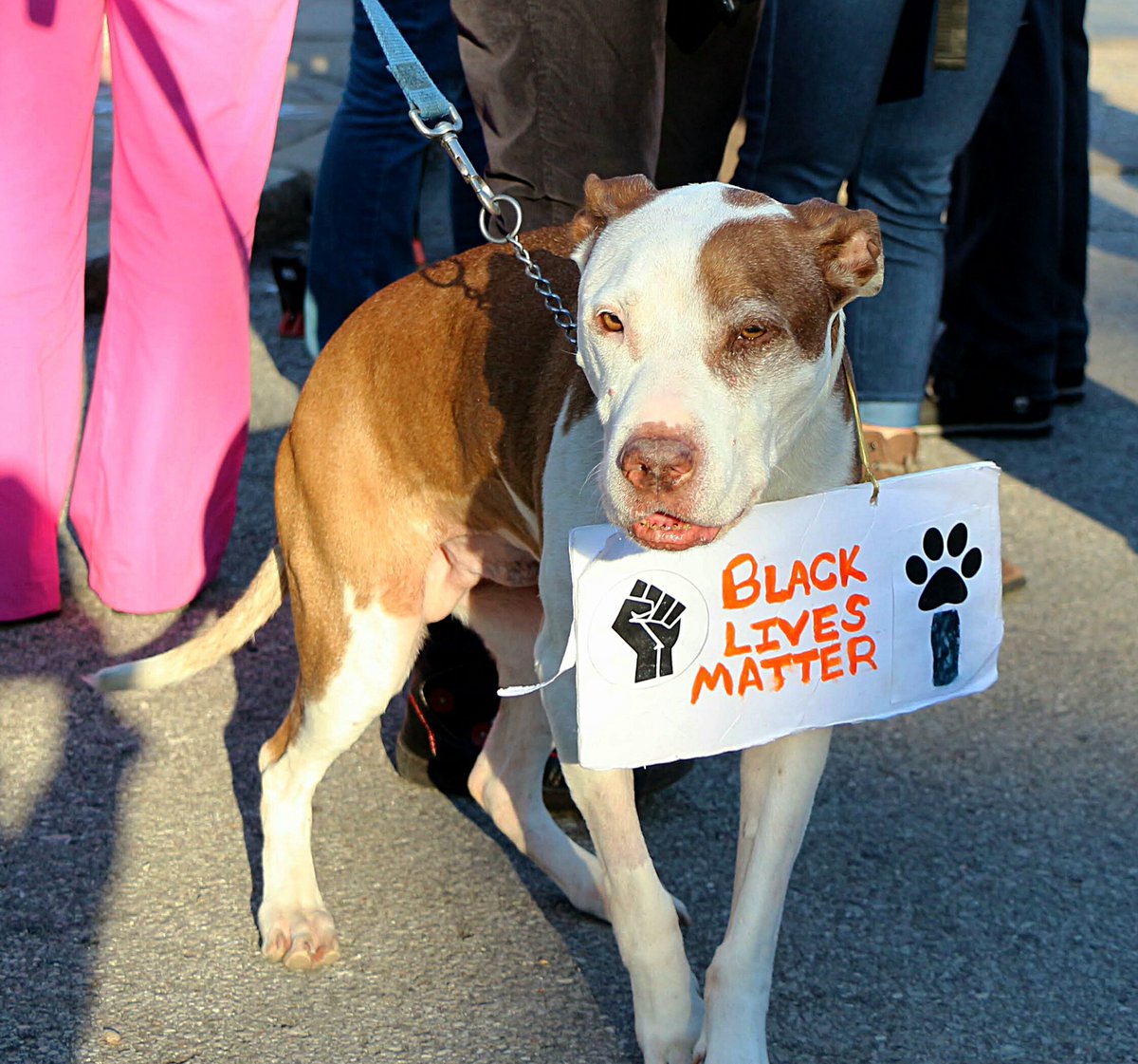 A very good doggo in St Louis supporting #BlackLivesMatter.
#StephonClark 
#AltonSterling 
#DannyRayThomas 
#AnthonyLamarSmith