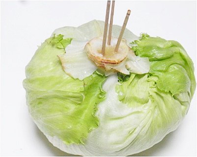 役立つ裏技 葉物野菜 レタス キャベツ 白菜 を長期保存する方法 レタスの成長点 は芯の部分にあり そこを適度に破壊することで それ以上の成長が止まり シャキシャキの状態が長く保てるからだそうです レタスの活け締め のような感じでしょ 役立つ裏技 葉物野菜 レタス キャベツ 白菜 を長期保存する方法 レタスの成長点 は芯の部分にあり そこを適度に破壊することで それ以上の成長が止まり シャキシャキの状態が長く保てるからだそうです レタスの活け締め のような感じでしょ