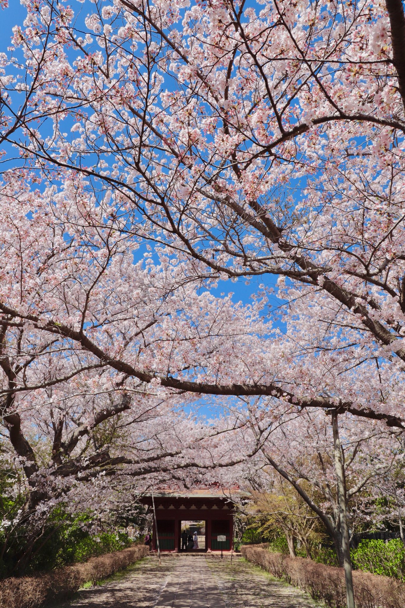 観光いばらき きょうも桜満開 花散らしの風もなく そよ風が気持ちいい春日和 軽いアウターをかけて茨城にお花見に きょうのオススメはアントラーズホームタウンの鹿行地区 T Co Phg6hbbsnj 写真は潮来市の長勝寺 行方市西蓮寺 潮来市の 観光いばらき きょうも桜満開 花散らしの風もなく そよ風が気持ちいい春日和 軽いアウターをかけて茨城にお花見に きょうのオススメはアントラーズホームタウンの鹿行地区 T Co Phg6hbbsnj 写真は潮来市の長勝寺 行方市西蓮寺 潮来市の
