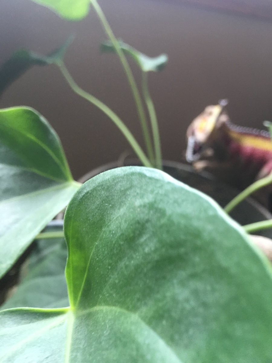 dinoadventure_s's tweet photo. Spot the Dino! (This is an easy one) https://t.co/Zve4ymjXUK