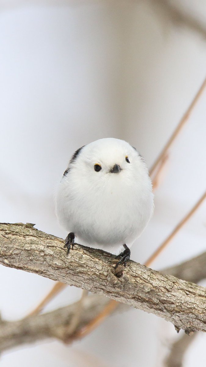 ぼく シマエナガ こんちゃ ノ おきにいりをスマホの壁紙にしたよ もしよかったら使ってねん