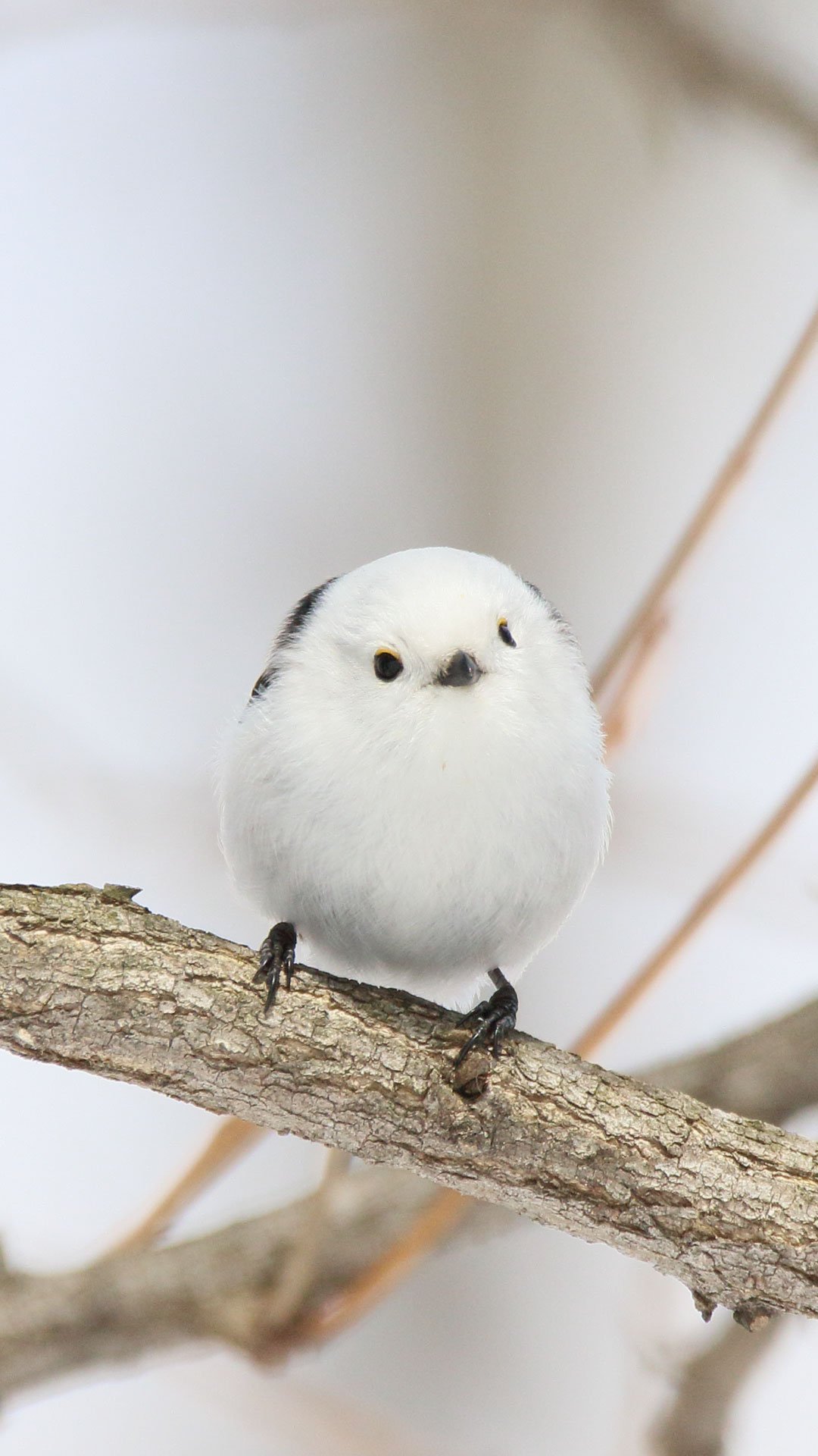 ぼく シマエナガ 在 Twitter 上 こんちゃ ノ おきにいりをスマホの壁紙にしたよ もしよかったら使ってねん T Co Jvf9mhrmp5 Twitter