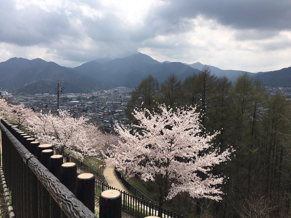 IrinaSarbustean's tweet photo. For centuries, the Japanese have celebrated the annual flowering of Sakura 🌸This marks an awakening of nature and symbolises that beauty is momentary and life must be enjoyed #April #Japan #sakura #cherryblossom https://t.co/J5JGUSbi70