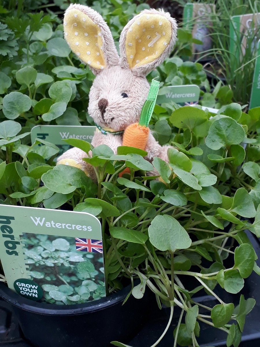 NewentPC's tweet photo. Happy Easter everyone. Our Bunny has found an appropriate plant for growing now, it's Watercress. Easy to grow & slightly spicy. We are OPEN everyday over Easter so please pop in & say "Hello" @IndiePlantGuide #openforeaster https://t.co/9qz6q2Ultu
