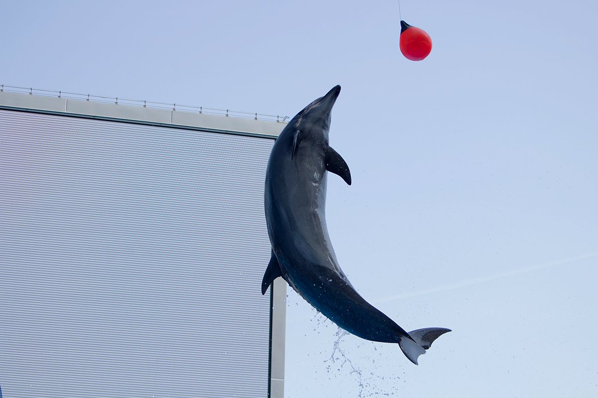 Daisys 名古屋港水族館のイルカショーで撮影 ジャンプ姿が美しい 思ったより高く飛ぶのには驚いた 名古屋港水族館 写真好きな人と繋がりたい
