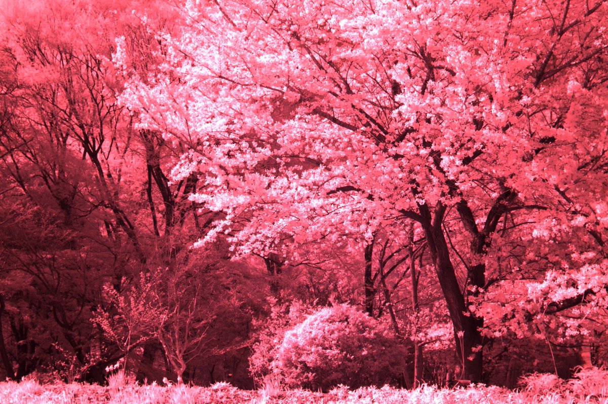 土屋憲一 桜の写真をインスタ映えする派手派手ピンク に加工しちゃうのは如何なものか みたいな議論があるようですが ここで私が撮影した無加工一発撮りの超ピンク な桜をご覧ください 赤外線に感度がある天体撮影用カメラにr72赤外撮影フィルターで撮影