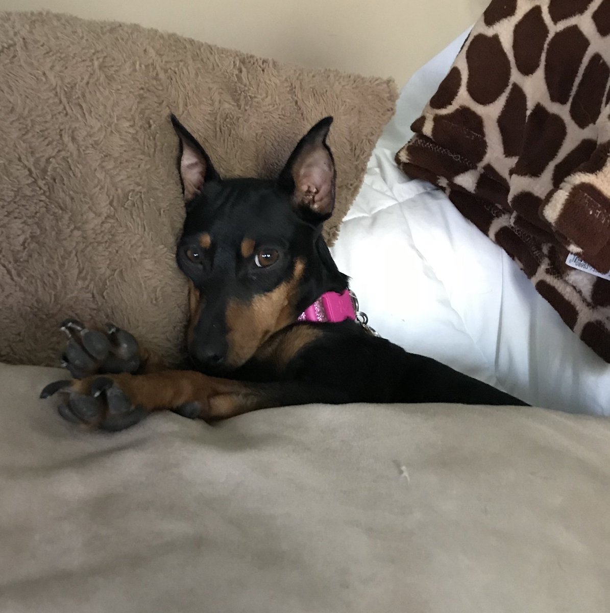 Boca_de_Veritas's tweet photo. Isn't Stella just the cutest, most spoiled girl ever?  Her life has been nothing but pampering, treats, walks, and love since we plucked her our of the pound.  

#MyDogOnTv #MinPin #RescueTheBestBreed #dogsoftwitter #GetALoadOfMe https://t.co/qtVG7PCZVg