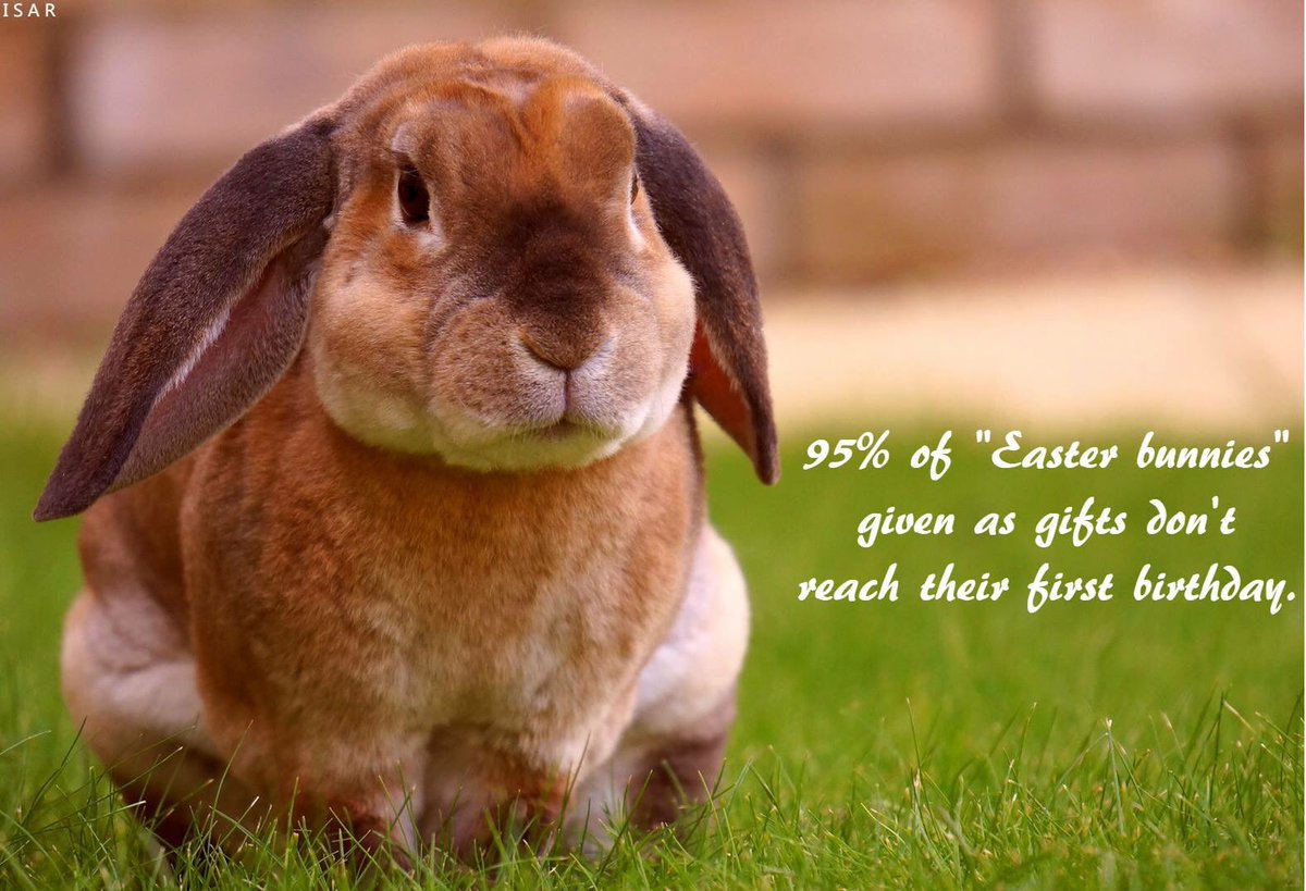 iafglobal's tweet photo. Consider giving a stuffed bunny instead #Easter https://t.co/mPcl2oEQwW