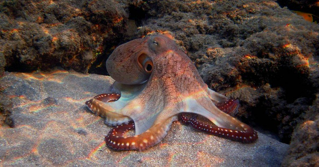 PopSci's tweet photo. What are the smartest animals in the world and how do we know? https://t.co/sau8BT3BaE https://t.co/nrFdYS7DVN