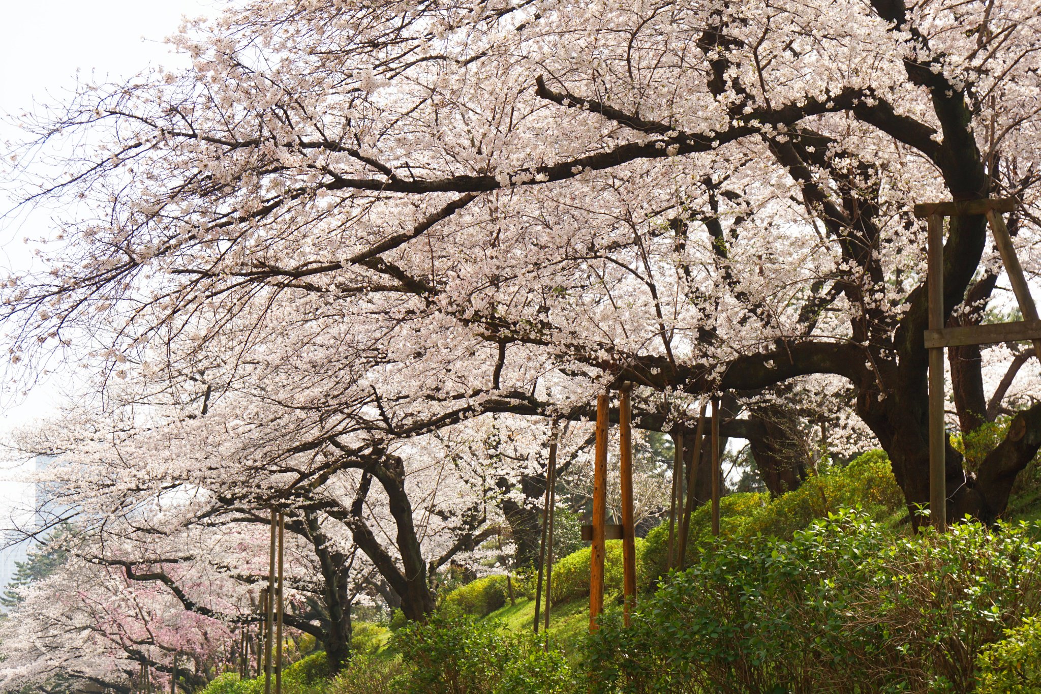 Twitter 上的 Inose 四谷 真田濠の桜 Cherry Blossoms At Yotsuya Tokyo 真田濠 四谷 外濠 四ツ谷 真田堀 外堀土手 Yotsuya 麹町 上智大学 上智大 上智 Sophiauniversity Sophiauniv 桜 Cherryblossom Cherryblossoms さくら サクラ Sakura