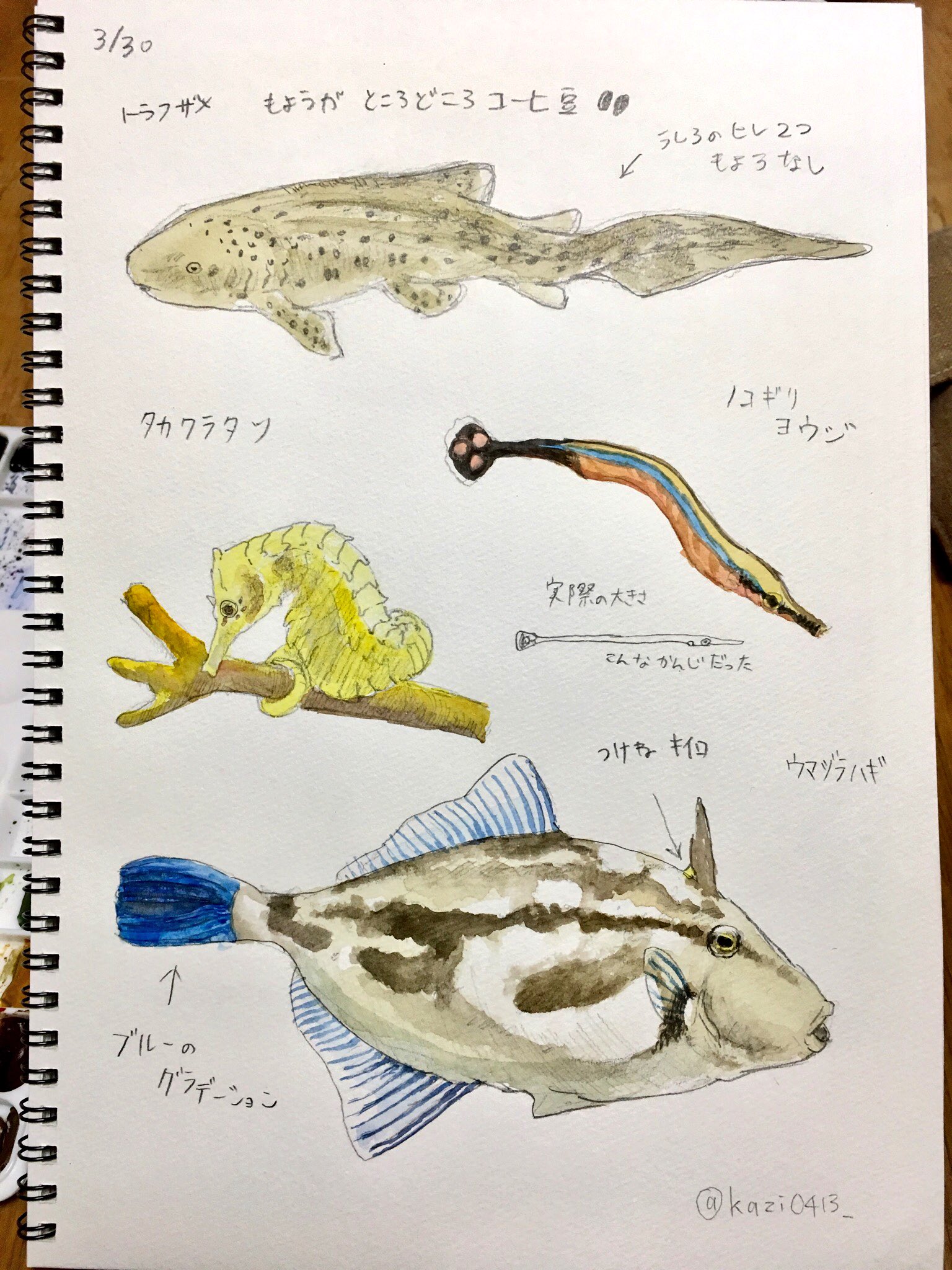 ちなきのこ 在 Twitter 上 昨日の新江ノ島水族館でのスケッチ 2 ウツボかっこよかった ウマズラハギ の尾ビレの青が本当に綺麗 海で泳ぎながら見てる時とカワハギやゴンズイの見え方が変わって 新たな魅力も見つけられて楽しかった ˆoˆ スケッチ ドローイング