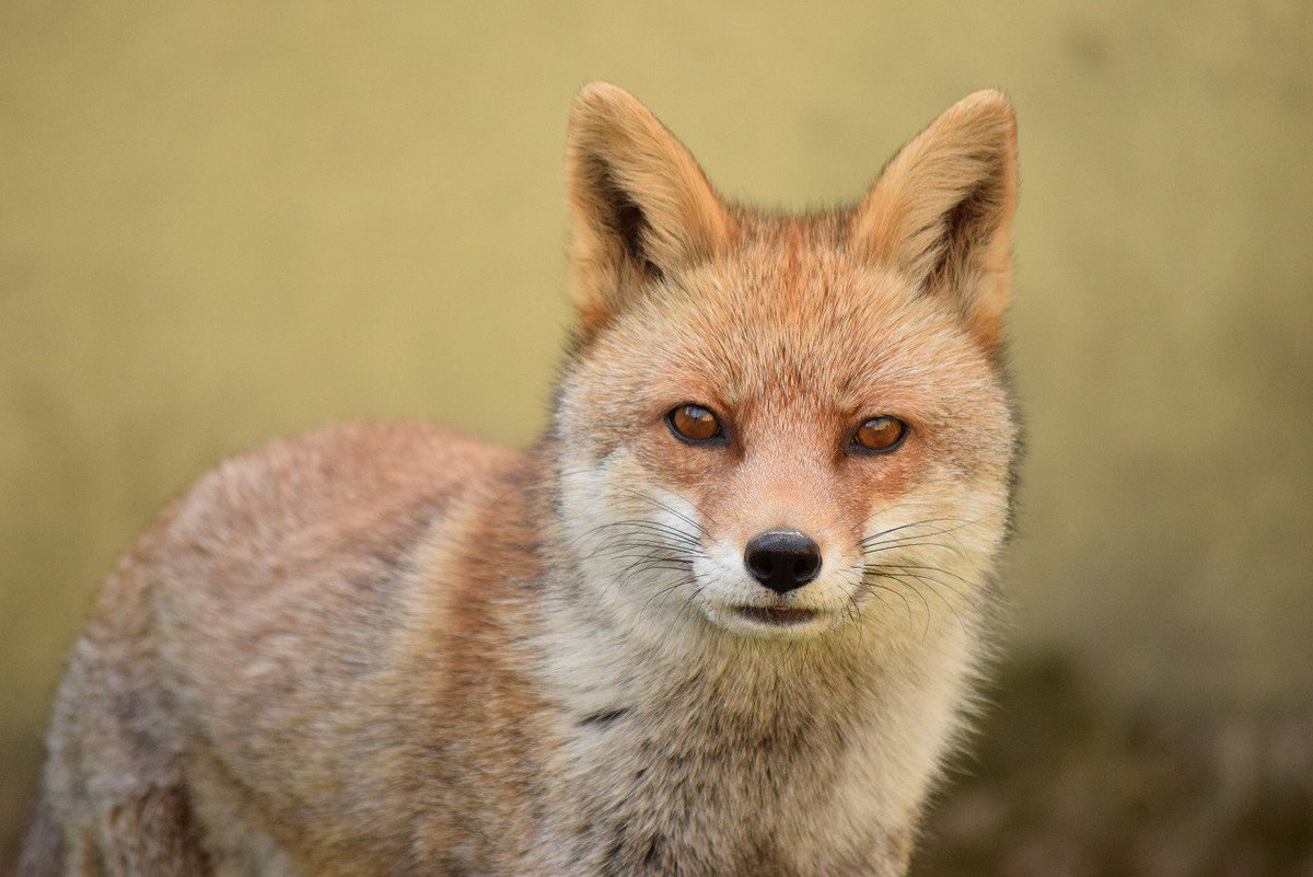 DZmNcCxU8AI6k9M.jpg?format=jpg