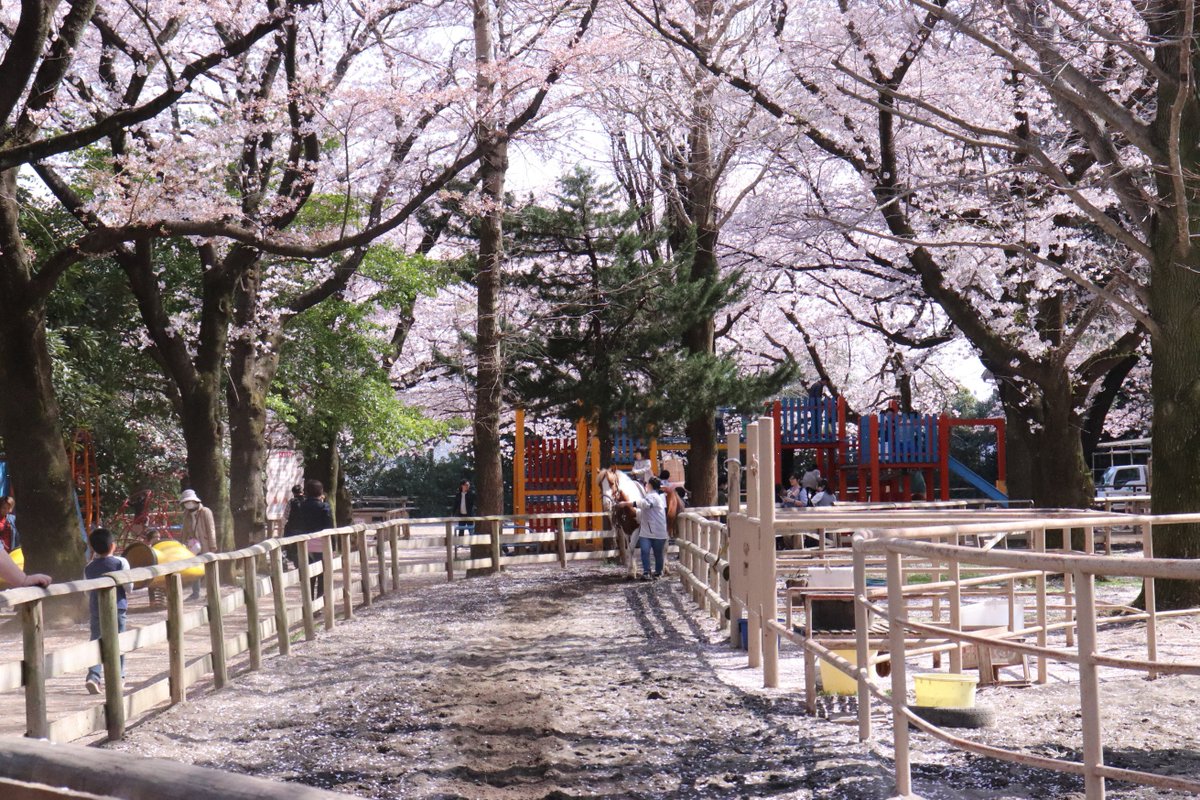 O Xrhsths 清水公園 Sto Twitter ポニー牧場のスタッフsさんから お花見 乗馬 をオススメして欲しいと言われたので きょうは何度もお届けします 上を見てもサクラ 下を見てもサクラ ちなみに サクラちゃん って名前のポニーいるんです 清水公園 O Xrhsths 清水公園 Sto Twitter ポニー牧場のスタッフsさんから お花見 乗馬 をオススメして欲しいと言われたので きょうは何度もお届けします 上を見てもサクラ 下を見てもサクラ ちなみに サクラちゃん って名前のポニーいるんです 清水公園