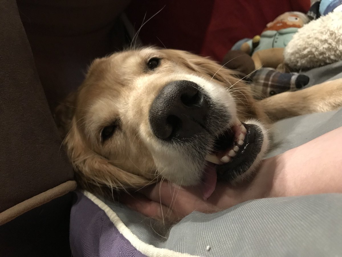 my dog cleo recently had surgery and is on strong pain meds....she is high as a kite