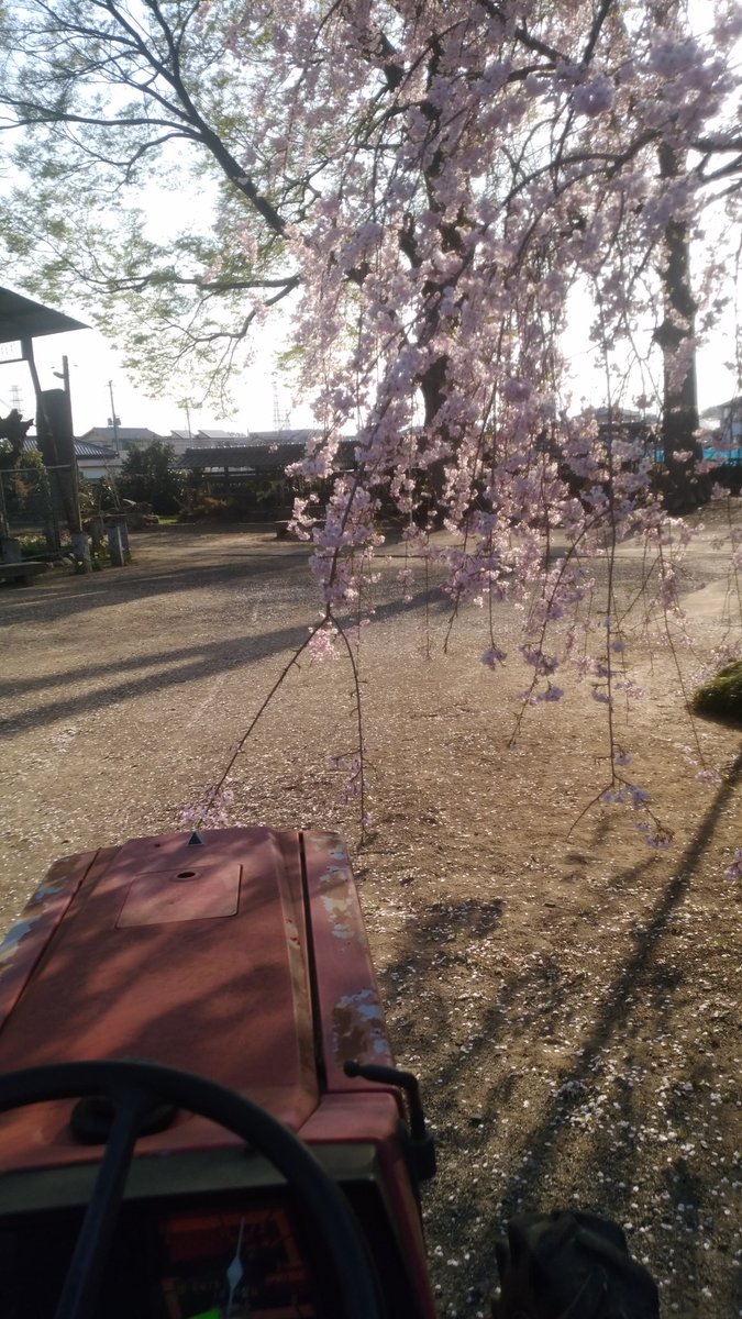 SINNN10's tweet photo. 桜舞う神社の中をトラクターで移動する春です！ https://t.co/xZfi2XQFKE