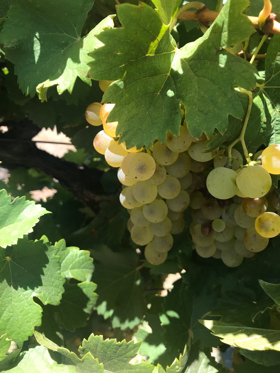 PhilipReedman's tweet photo. #MWexam Make 2018 the year you pass. Get the final month’s study underway with three day revision tasting and theory crammer. May 5th to 7th. Cotswolds UK. Email phil@philreedman.net for bookings. https://t.co/a1BNVN3kXR