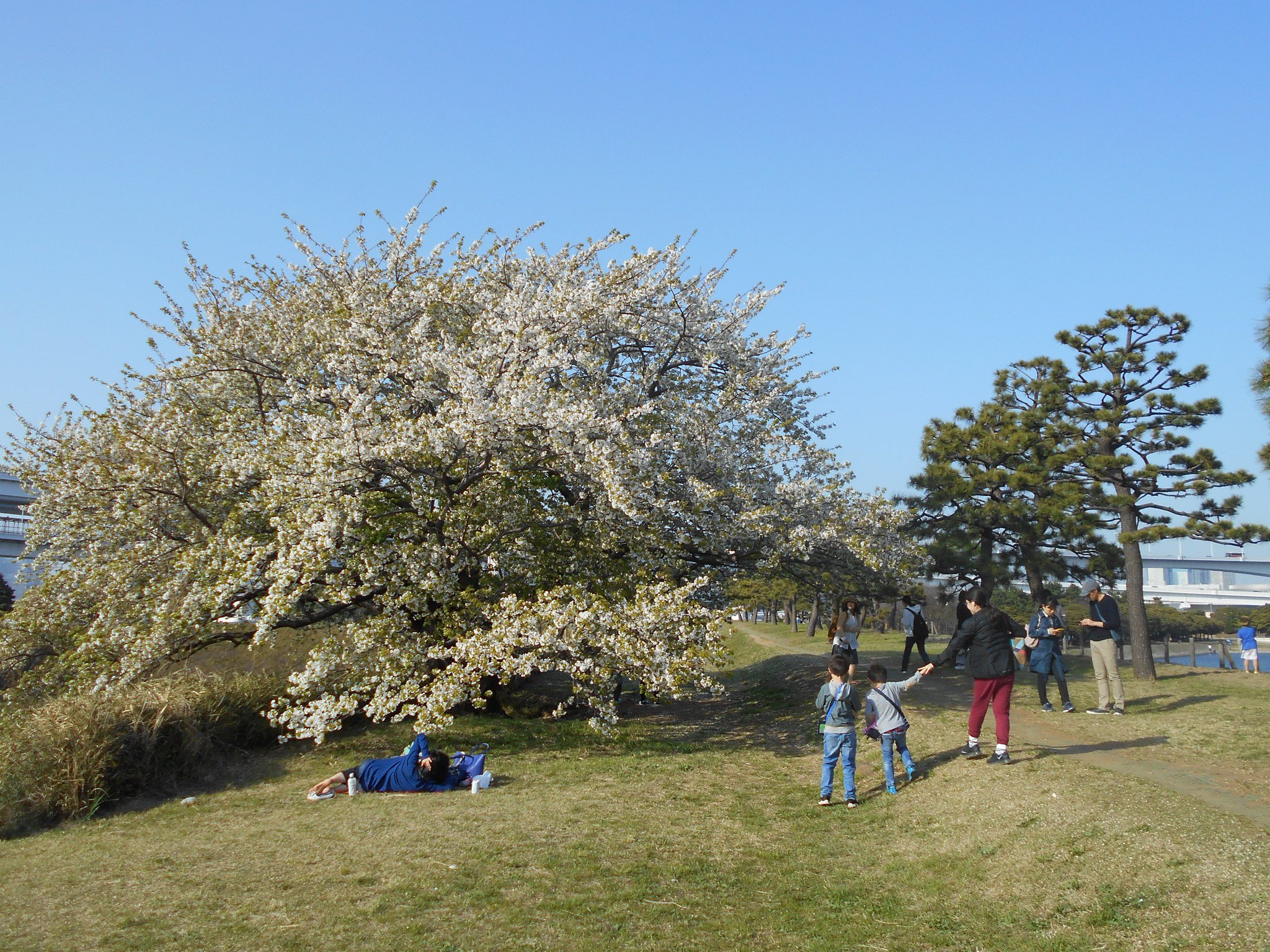 お台場海浜公園 公式 3 31お台場海浜公園 今年の桜は例年になく早く咲きお台場の桜も散り際の美しさを見せております お 花見は今日 明日が最終でしょうか ビーチと桜の風景が楽しめるお台場海浜公園にぜひ足をお運びください お台場海浜公園 公式 3 31お台場海浜公園 今年の桜は例年になく早く咲きお台場の桜も散り際の美しさを見せております お 花見は今日 明日が最終でしょうか ビーチと桜の風景が楽しめるお台場海浜公園にぜひ足をお運びください
