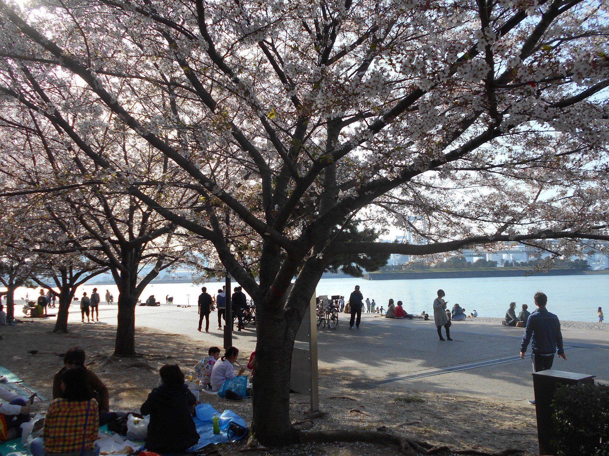 お台場海浜公園 公式 3 31お台場海浜公園 今年の桜は例年になく早く咲きお台場の桜 も散り際の美しさを見せております お花見は今日 明日が最終でしょうか ビーチと桜の風景が楽しめるお台場海浜 お台場海浜公園 公式 3 31お台場海浜公園 今年の桜は例年になく早く咲きお台場の桜 も散り際の美しさを見せております お花見は今日 明日が最終でしょうか ビーチと桜の風景が楽しめるお台場海浜
