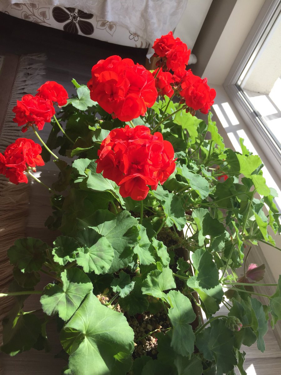 HasanBehram1's tweet photo. Mutlu haftasonları 🤗🌺 #HaftaSonu #gülümse 🤗 https://t.co/ZnO8csCCa6