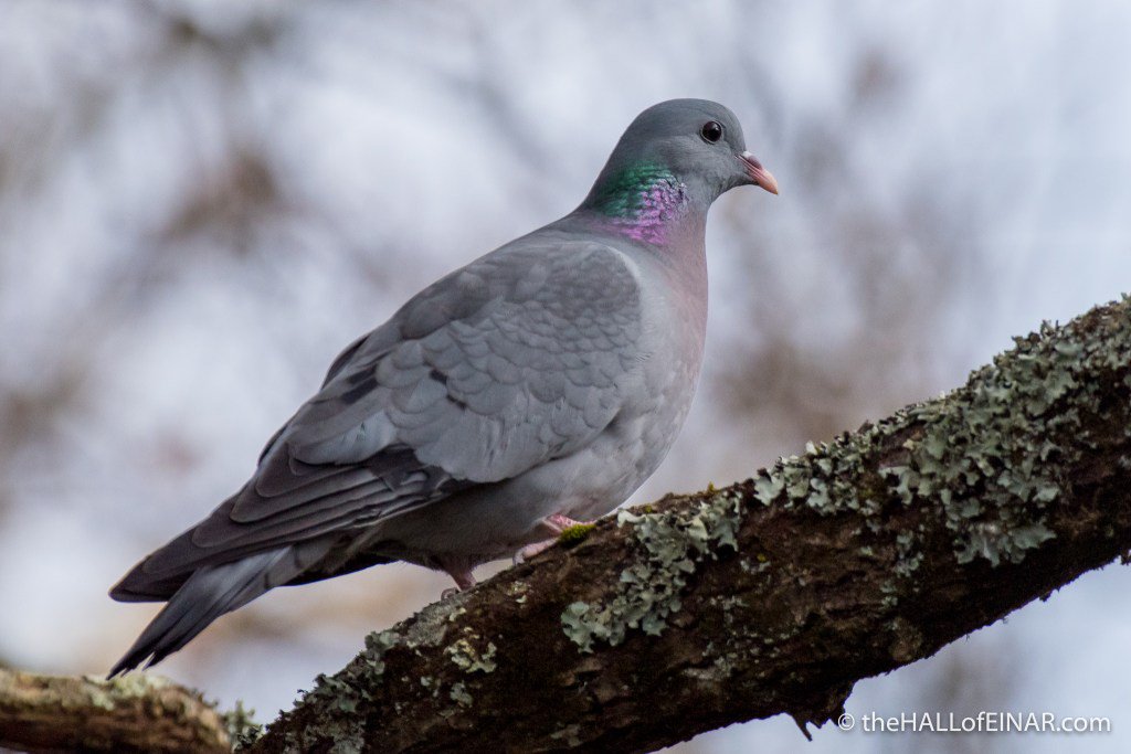 theHALLofEINAR's tweet image. New article: a Stock Dove in the trees above @Natures_Voice @Team4Nature300 #wildblogs thehallofeinar.com/2018/03/stock-…