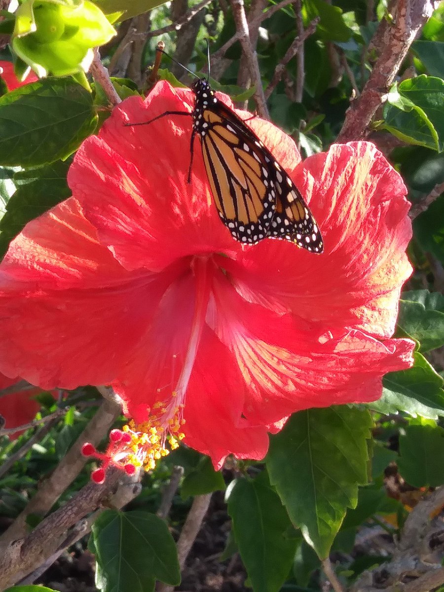 MrsDYanes's tweet photo. We're Blooming in Kindergarten🌺🌻🌺🌻#Science #Kindergarten #ManateeProud @ManateeCCPS https://t.co/boM102CNhr