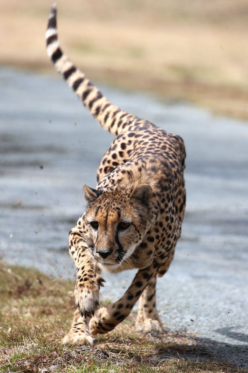 富士サファリパーク公式 今日も絶好調 V まばたき厳禁 の限定ツアー T Co Rgh094uxoj 富士サファリパーク チーター チーターラン