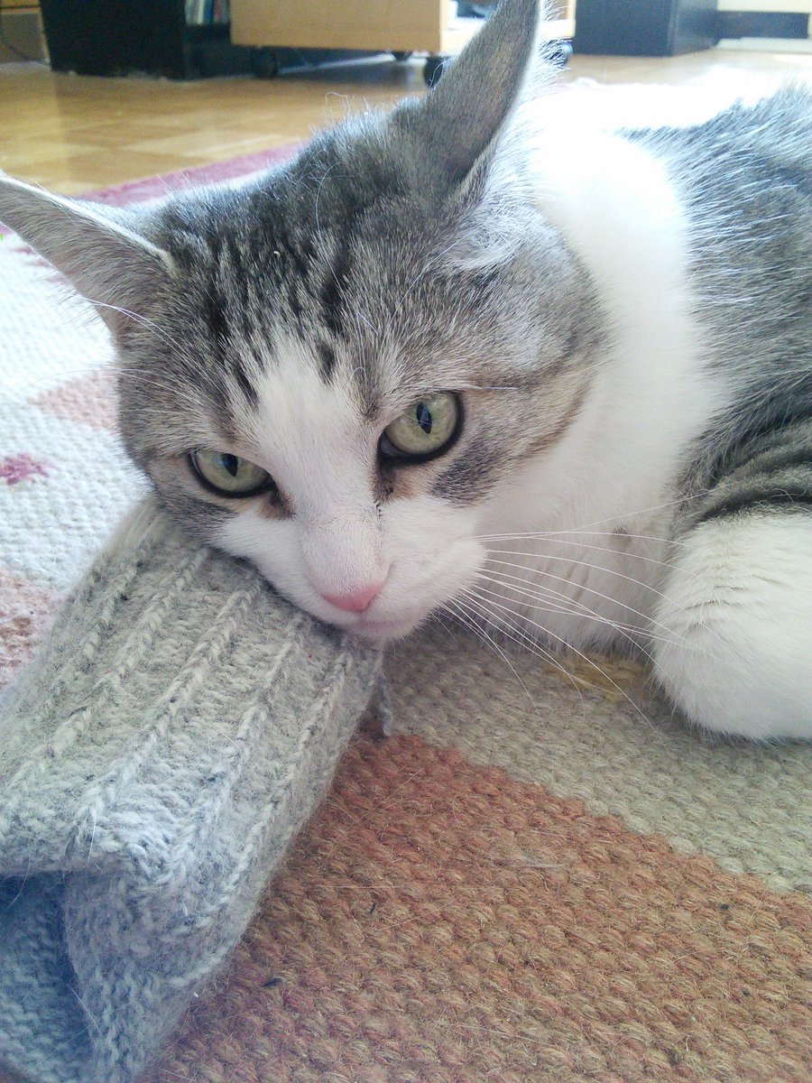 FromPhDtoLife's tweet photo. We'll, I think it's time for a nap. Izzy agrees. #1014am #caturday #RTifyouagree 🐈😆😴 https://t.co/R6MXADPYjB